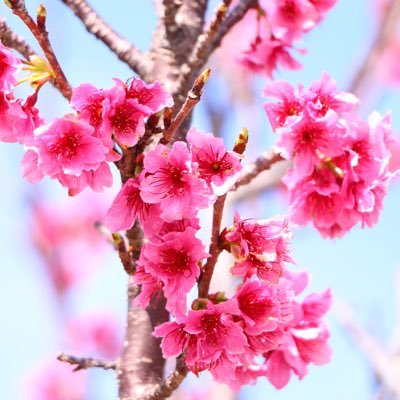 shokorabon03's profile picture. アラフォーのオバさん。この垢に投稿した全ての写真は私と被写体に権利があります。投稿した写真に関係ない方の無断転載は一切お断りいたします。