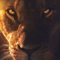 Leona ❤️🇮🇱 (@ladyd24497010) 's Twitter Profile
