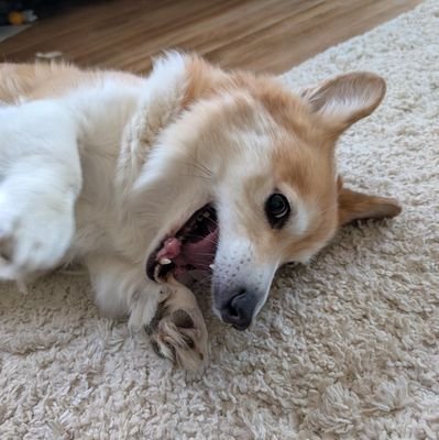 ChipPuppypaws's profile picture. 