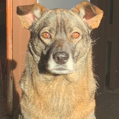 My dog’s real name is Barret. 

I’m the night watchman that protects you while you sleep.

Moderate that did not vote BLUE this election.