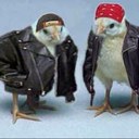 Noah Lester Crone - @CroneNoah - Twitter