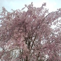 山形ヨーヨー交流会 (@m4pjpf) 's Twitter Profile