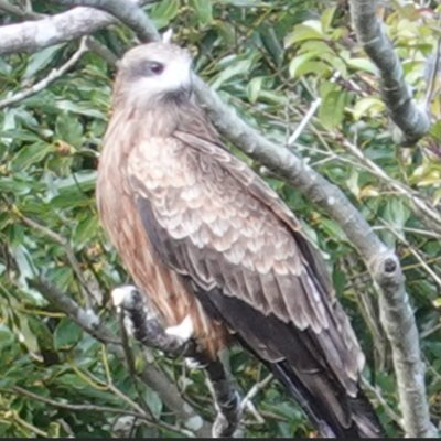 pirupe_tekito's profile picture. よろしくお願いします。