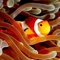 C51sh17041's profile picture. Learning Malware Analysis and Reverse Engineering