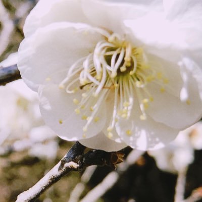 schnee_schlafen's profile picture. 学士(図書館情報学) @Horn_teaparty