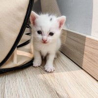 Tina Anika (@oliva_tina_) 's Twitter Profile