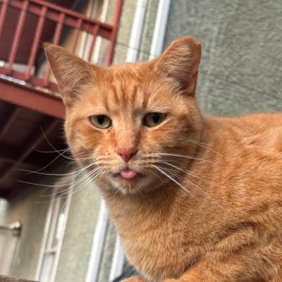 LauraRoose's profile picture. fuck fascists