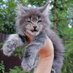 Mainecoon kittens for adoption (@madoption96813) Twitter profile photo Mainecoon kittens for adoption (@madoption96813) Twitter profile photo