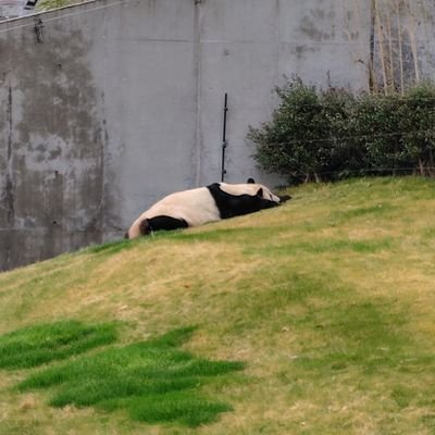 saku_daxiongmao's profile picture. 主にステージ関係の好きを放出するアカ/OSKブギウギ新規🌸/時々四季その他/日常もつぶやきます/軽率にいいね・無言フォローしますがお許しください/純然たるオタクですので不快な方は自衛を