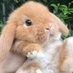rosie ($0/50) (@rosebelowww) Twitter profile photo rosie ($0/50) (@rosebelowww) Twitter profile photo
