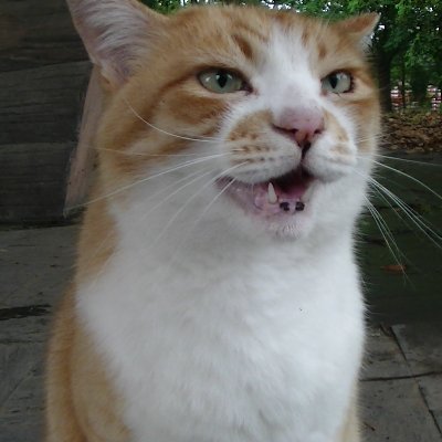 皆様いつも色々ありがとうございます😊
外猫さん達を見守るお散歩をしております。運動やお散歩を楽しんでいるお子様や高齢者様も見守りながらお散歩しております。
みんなの笑顔を見て私も笑顔をもらっております。
youtubeに茶白ちゃん達の動画上げてます。
ch名は【猫ココロON】です。