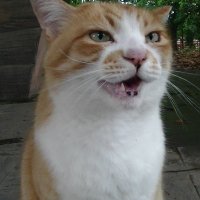 猫ココロON (@nekokokoroon) 's Twitter Profile Photo 猫ココロON (@nekokokoroon) 's Twitter Profile Photo