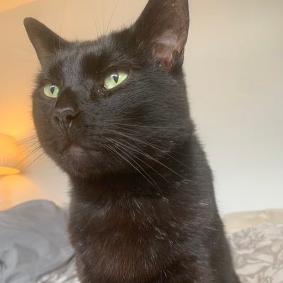 Me67711046's profile picture. Meow