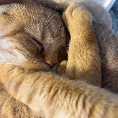 oki0816's profile picture. つぶやきはAimerさん中心… #BeN #Aimer    無言フォロー🆗です。勝手にフォローさせていただくこともあります。ご容赦下さい。