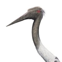 dragonopteryx 🇮🇩 (@dragonopteryx) 's Twitter Profile