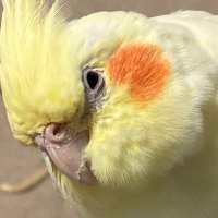 ぺし (@peshi0824) 's Twitter Profile