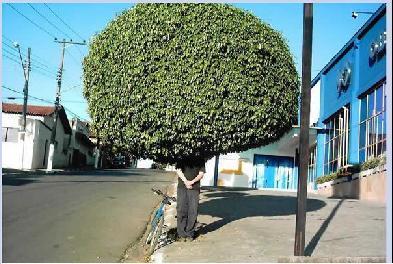 lconascimento's profile picture. 