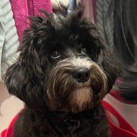 オレオの飼い主 (@kkkkk________k_) Twitter profile photo