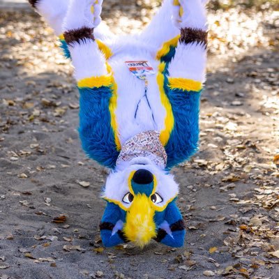 Silly Husky livin’ the life in SoCal. Certified good boy 🙃 Suit: @SpaceGoatCo Banner: @Brian_Reynolds3