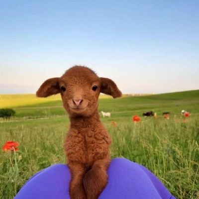 fesleen517's profile picture. 