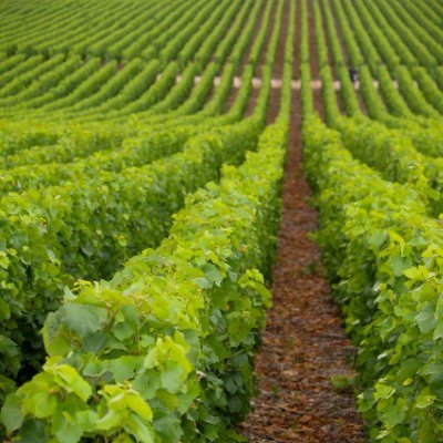 At Roots & Soils, we are dedicated to revolutionizing the world of sustainable agriculture through our innovative, 100% plant-based and chemical-free solutions.