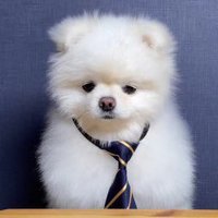 토릿 (@t0r1t_e_e) 's Twitter Profile