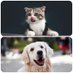 Pets in Need Uganda (@ugandaneedypets) Twitter profile photo Pets in Need Uganda (@ugandaneedypets) Twitter profile photo