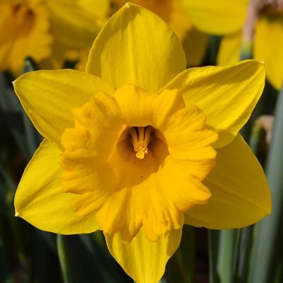 Rosebowlhendy's profile picture. 