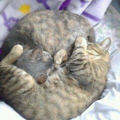 sabitora_RUNTEQ's profile picture. 3月6日RUNTEQ入学/未経験からエンジニア転職を目指し、働きながら勉強します→9/1からフルコミに！/RUNTEQ生の皆様どうぞよろしくお願いします！ /SNSは不慣れです！ /無言フォロー失礼します/好きなこと→旅行・道の駅巡り・クロスステッチ・田舎道ドライブ・猫🐈