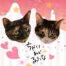 chai_ruhuna's profile picture. 猫様と生きています。
(推定)2019.7.15生まれ　チャイ(キジ白三毛/女の子)　ルフナ(サビ/女の子)　オトモ(人間/オタク)　アパートの階段下で生まれた元野良のツインズです🐱🐱