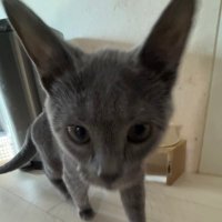 악아리 (@ari_acuma) 's Twitter Profile