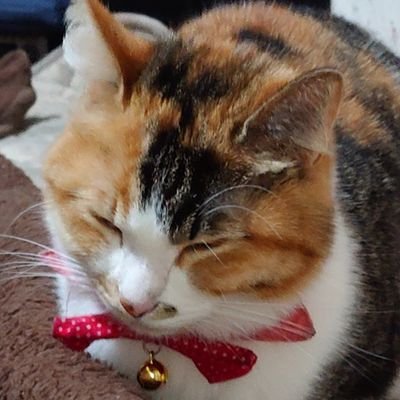 kerokero773311's profile picture. ウイスキーの情報共有アカになっています。皆さんと販売情報等メインに共有出来ればと思っております。休肝日は余程の事がない限りありません。趣味のポケGOをやりながらゆる〜くパトロール🚶🏻‍➡️因みにTL73。 無言フォローお許し下さい🙇‍♂️