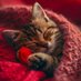 Lovely Cat 🥰🥰🥰 (@queenoflove87) Twitter profile photo Lovely Cat 🥰🥰🥰 (@queenoflove87) Twitter profile photo