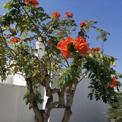 Unfetter_Tweet's profile picture. 