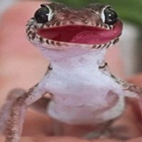 $GECKO (@nuttyves) 's Twitter Profile