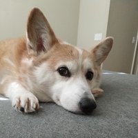 Shayne McCabe (@theotherwhh) 's Twitter Profile