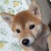 柴犬ひまり🌻🐕️ (@himari_shibainu) Twitter profile photo 柴犬ひまり🌻🐕️ (@himari_shibainu) Twitter profile photo