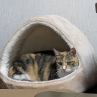 にゃんにゃん🐱 (@356v024mjvfdn19) Twitter profile photo