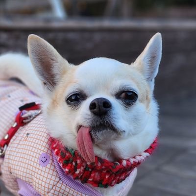 tBxpP9aTLfA6T1e's profile picture. Digital Creator | AI Artist
Music production: coo_snd lab,　hana_ai
Creating nostalgic, dreamy art with my dog Coo-chan 🛁🐾

#AIart