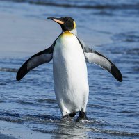 Penguin 🐧 (@abdulqawee_umar) 's Twitter Profile