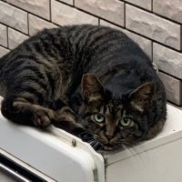 にゃまと (@master20200827) 's Twitter Profile