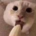 jUsTaCaT (@justacatqwq) Twitter profile photo jUsTaCaT (@justacatqwq) Twitter profile photo