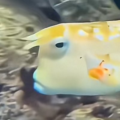 DeepMusk666's profile picture. Lukso has immense potential and represents the true application layer for RWA and stablecoins.