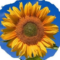 R. GoRogers ππ§ (@melro52) 's Twitter Profile