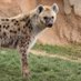 SPOTTED HYENAS🦊 (@spotted_hyenas) Twitter profile photo SPOTTED HYENAS🦊 (@spotted_hyenas) Twitter profile photo