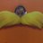 dorevj's profile image