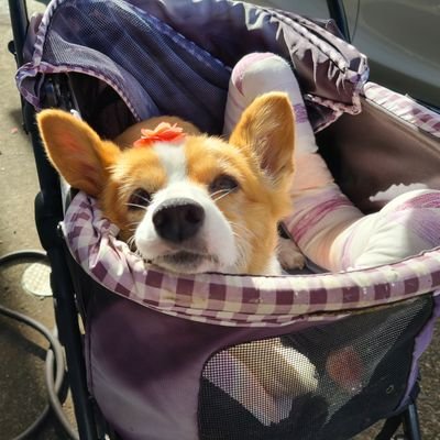 womenkasuga's profile picture. Ns