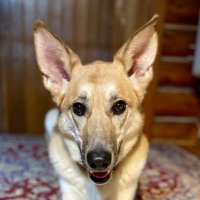 Cloe_Bear (@cloe_the_bear) 's Twitter Profile Photo Cloe_Bear (@cloe_the_bear) 's Twitter Profile Photo
