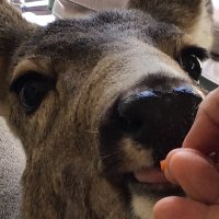 Chris Gerbasi π¨π¦π¨π¦π¨π¦β€οΈβ€οΈπΊπ¦πΊπ¦πΊπ¦ (@osgizch) 's Twitter Profile