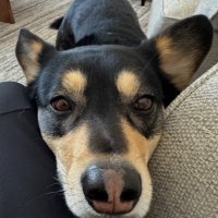 CdnDOGECzar (@notaliberal807) 's Twitter Profile